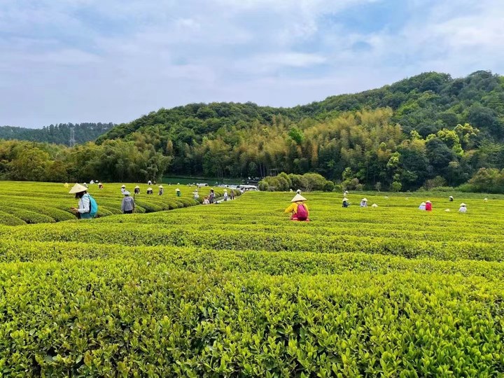 去陵园旅游度假？扫墓、采摘、逛集“火星电